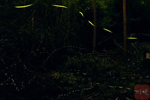 视频荧火虫