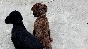 狗与狗的交配视频