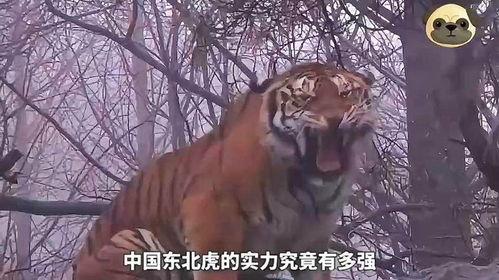 老虎与狮子打架视频,老虎与狮子激战正酣